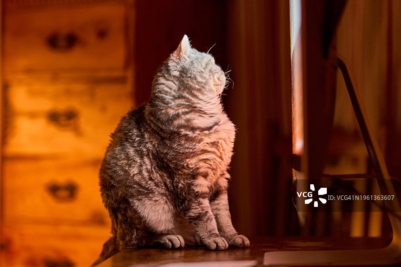 猫在电脑上看猫咪电视图片素材