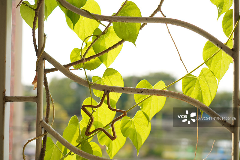 心形常春藤绿叶图片素材