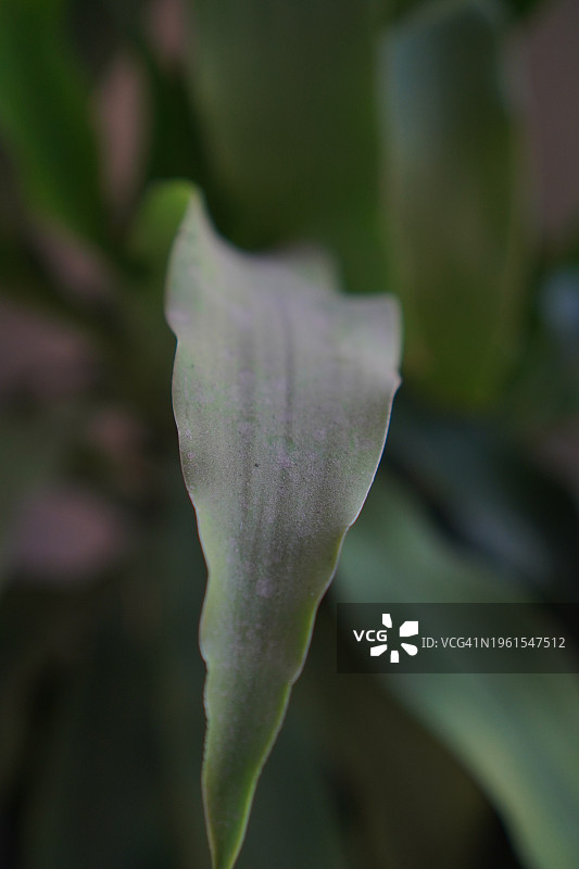 香龙血树图片素材