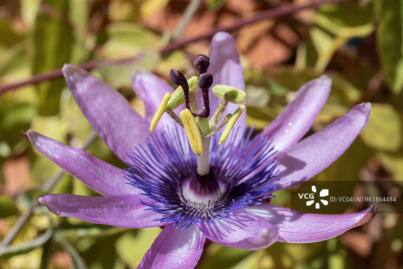 西番莲图片素材