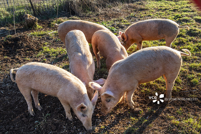 托斯卡纳，养猪图片素材