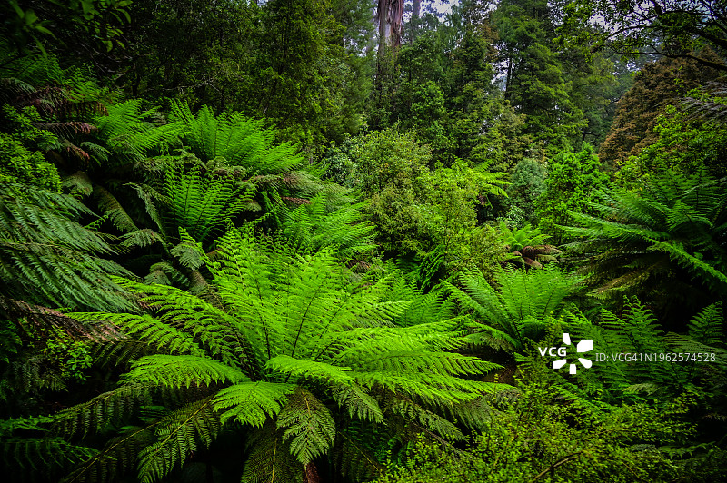 大奥特威国家公园麦茨休息雨林中的蕨类植物-奥特威角，维多利亚州，澳大利亚图片素材