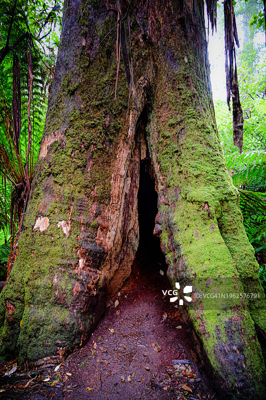 奥特威国家公园梅茨休息雨林中的红杉树-澳大利亚维多利亚州奥特威角图片素材