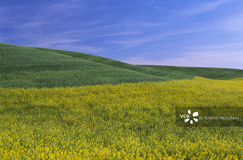 油菜籽田图片素材