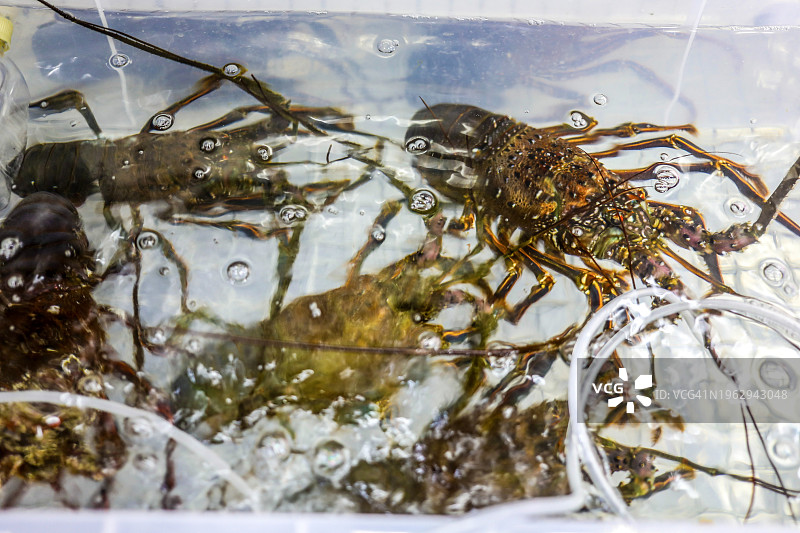 市场水箱中的鲜活多刺龙虾图片素材