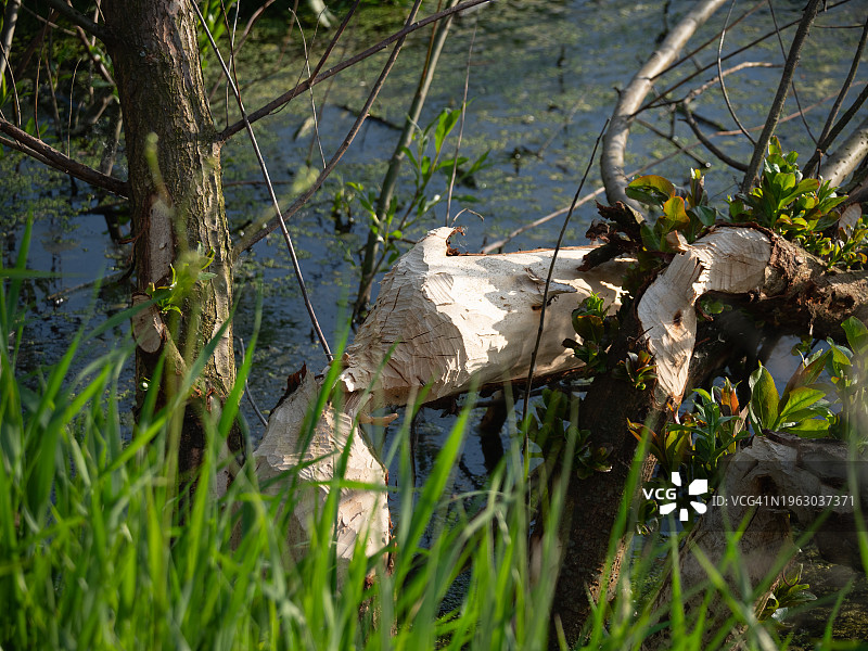 被海狸啃过的柳树树干特写，树上有海狸咬痕图片素材