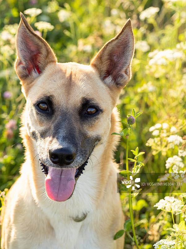 吐着舌头看着镜头的红色狗狗特写肖像图片素材