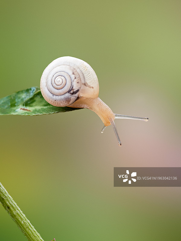 草地上小蜗牛的特写镜头图片素材