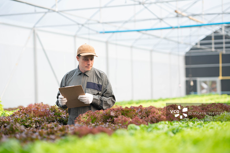 农场工人在温室检查蔬菜生长情况图片素材