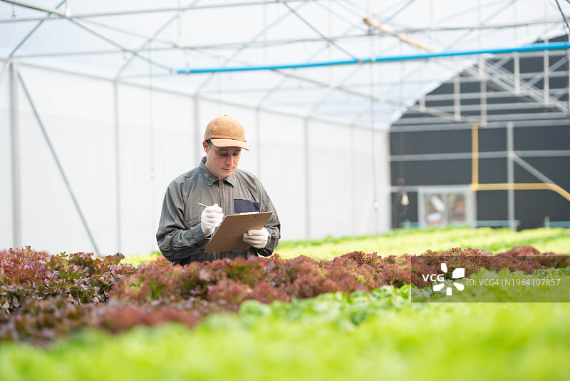 有机创新农业：农场工人在温室中检查蔬菜生长情况图片素材