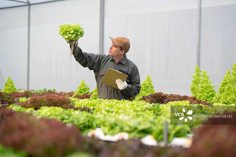 研究人员在温室试验田中观察有机蔬菜生长图片素材