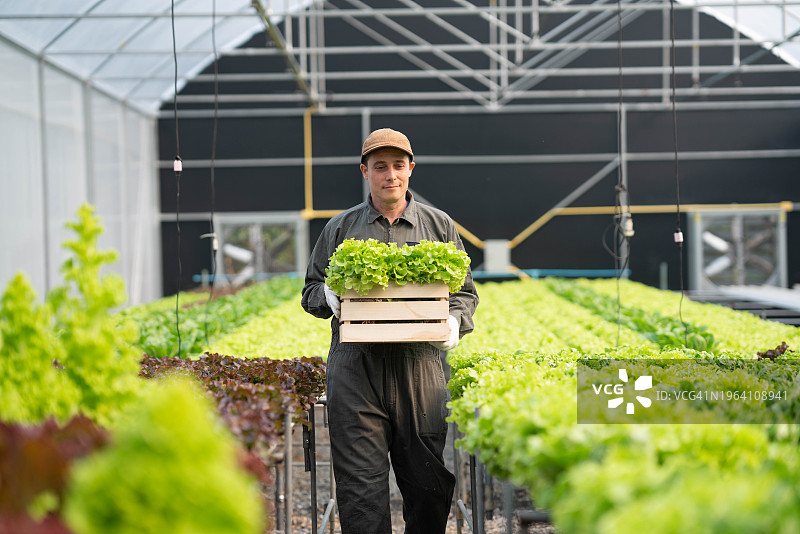 温室中的有机农业：农场工人在田地里采摘蔬菜图片素材