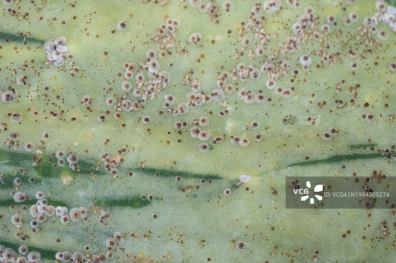 仙人掌表面介壳虫吸食汁液特写镜头图片素材