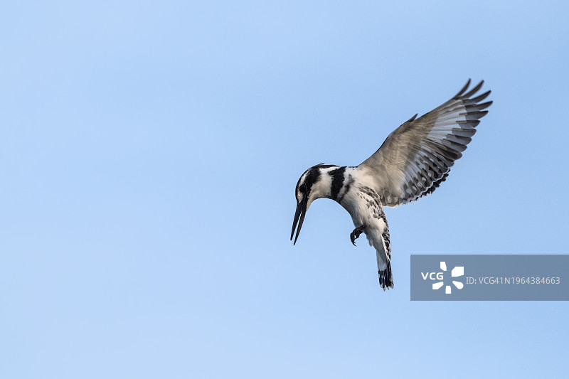 杂色翠鸟图片素材