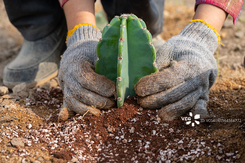 农民在地上种植毛花柱仙人掌图片素材