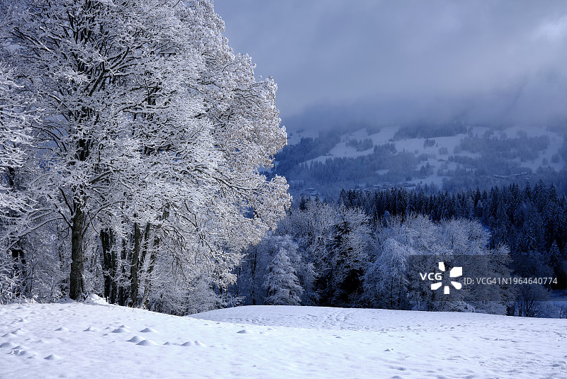 冰冻的树图片素材