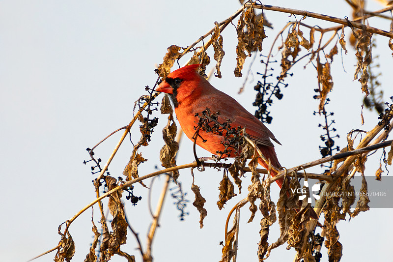 栖息在浆果树枝上的红色北美红雀图片素材