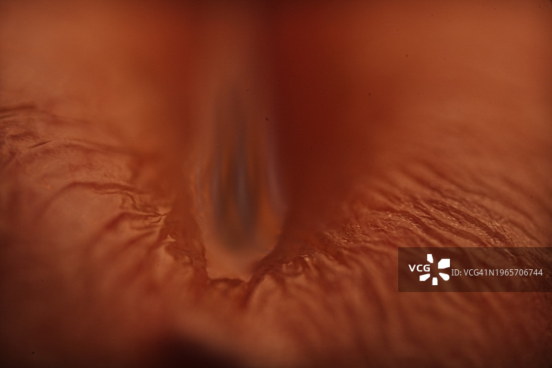 果皮纹理特写图片素材