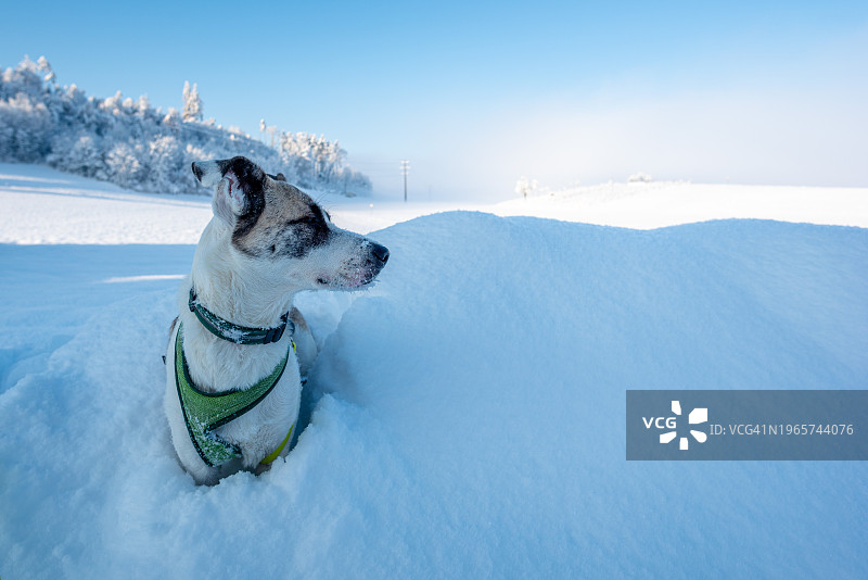 在厚厚的积雪中的狗图片素材