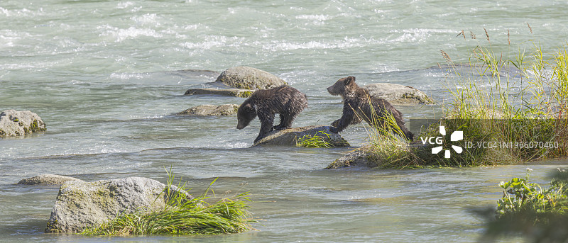 两只幼熊攀爬在奇尔库特河的岩石上-海恩斯图片素材