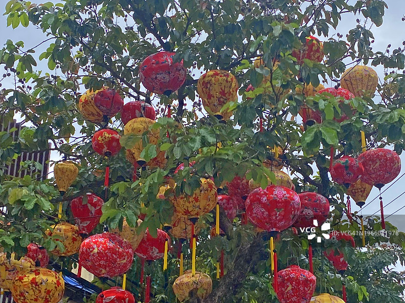 越南会安古镇上悬挂在树上的美丽灯笼图片素材