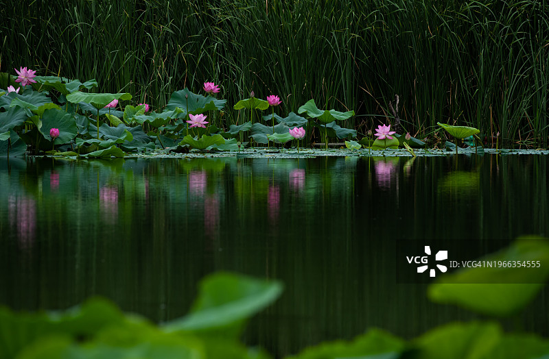 池塘中盛开的荷花荷叶图片素材