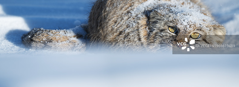 雪地里的兔狲（Otocolobus manul）图片素材