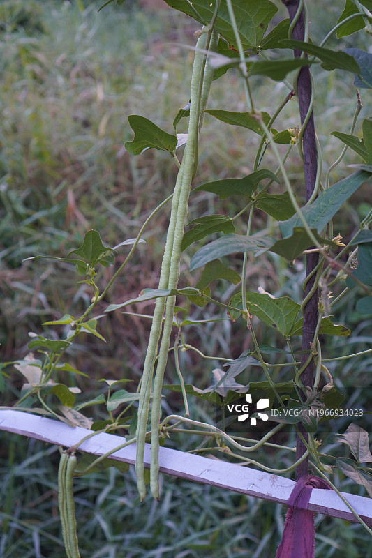 刀豆、豇豆及蔬菜图片素材