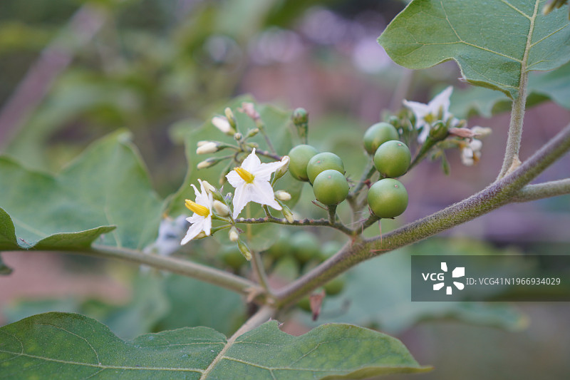 Solanum torvum，豌豆茄图片素材