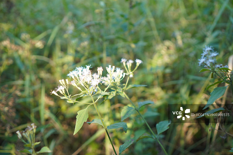 胜红蓟图片素材