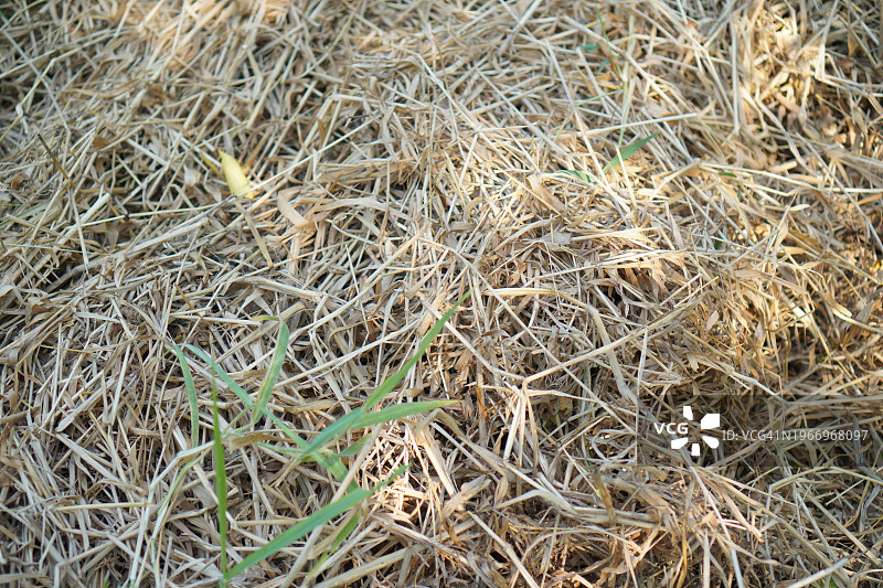 干草图片素材