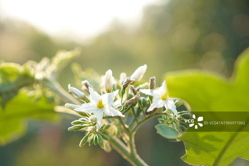 Solanum torvum，豌豆茄图片素材
