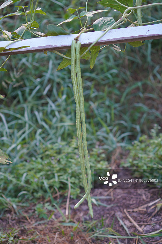刀豆、豇豆及蔬菜图片素材
