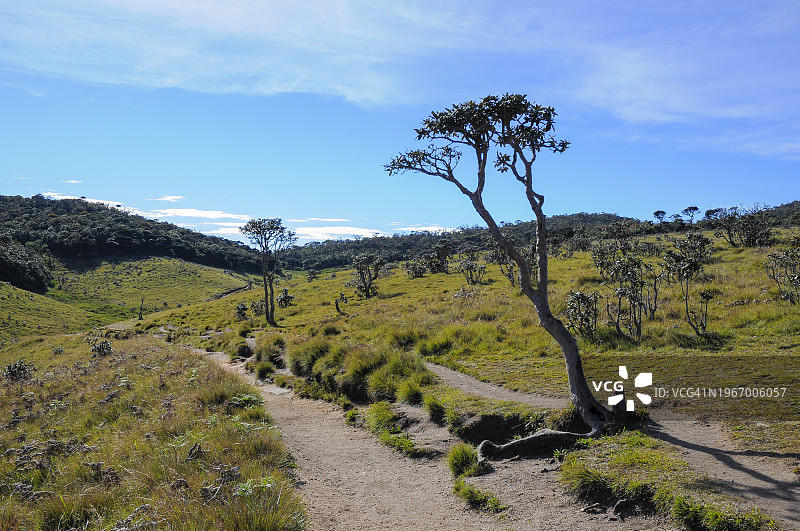 在斯里兰卡中央高地的霍顿平原国家公园徒步旅行图片素材