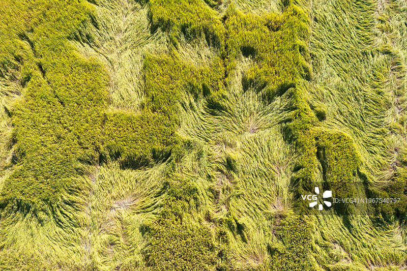稻田鸟瞰纹理图片素材