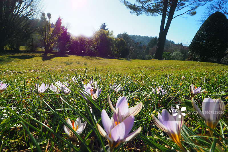 意大利花园中早春的杂色番红花图片素材