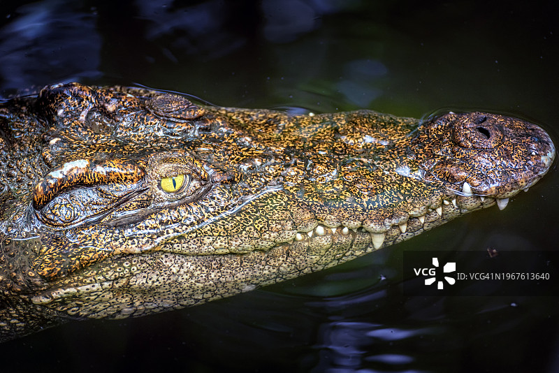 动物园里的鳄鱼图片素材