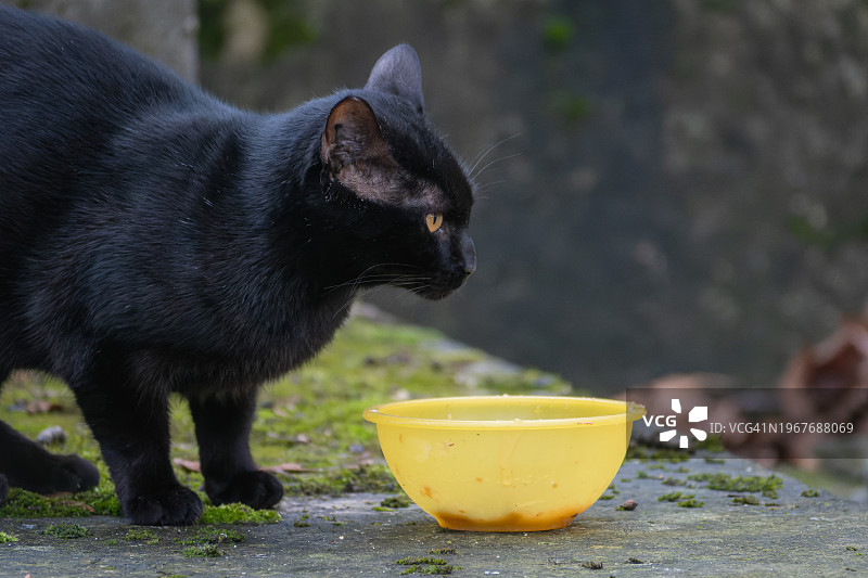 流浪猫进食图片素材