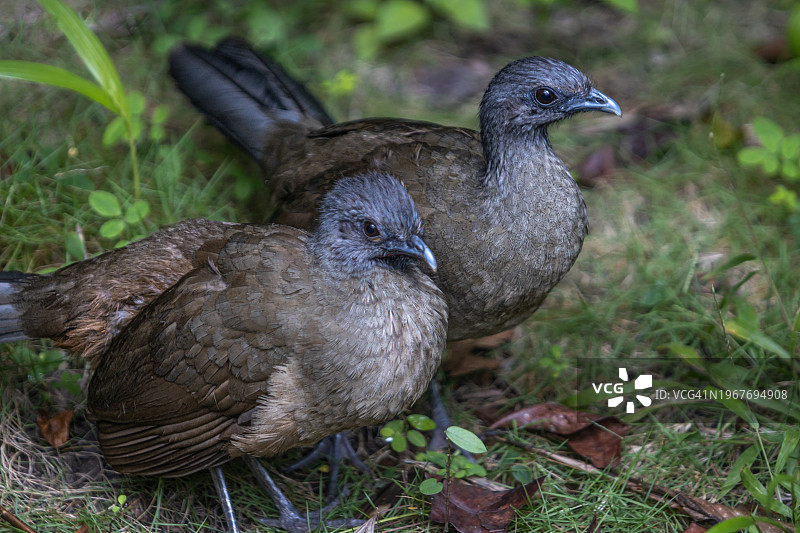 纯色美洲原鸡图片素材