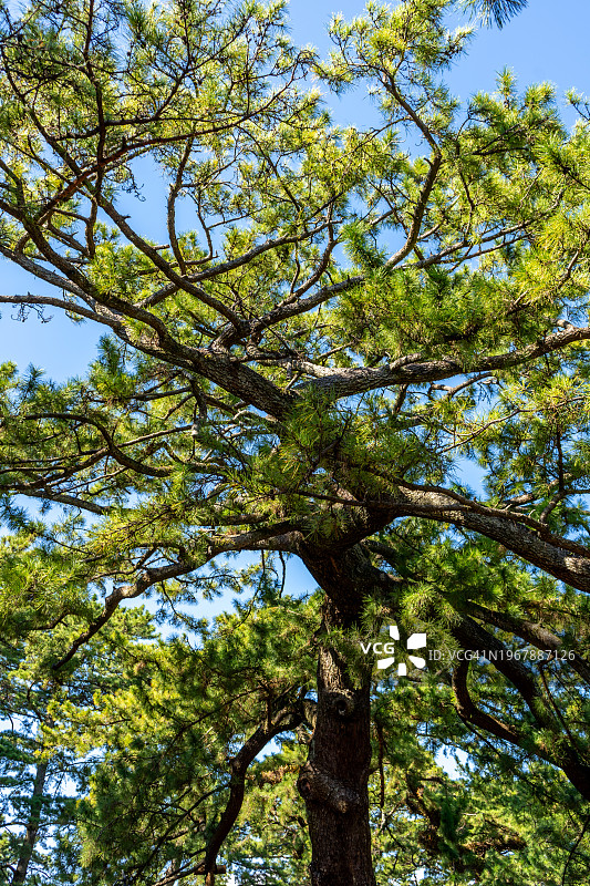 羽衣松图片素材
