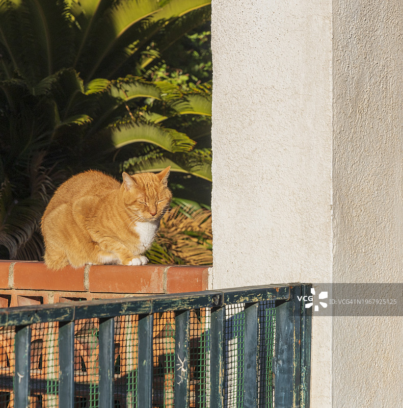 加菲猫日光浴图片素材