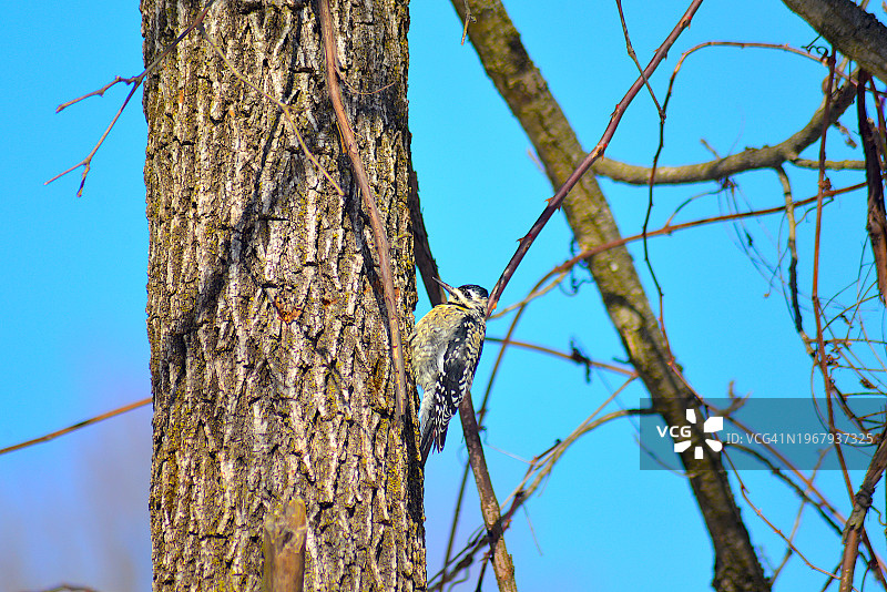 红冠啄木鸟图片素材