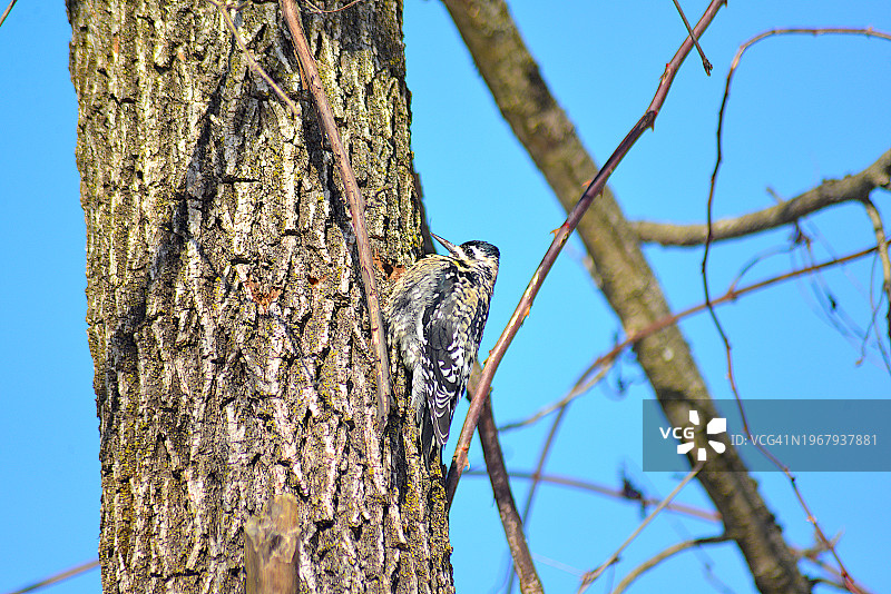 红冠啄木鸟图片素材