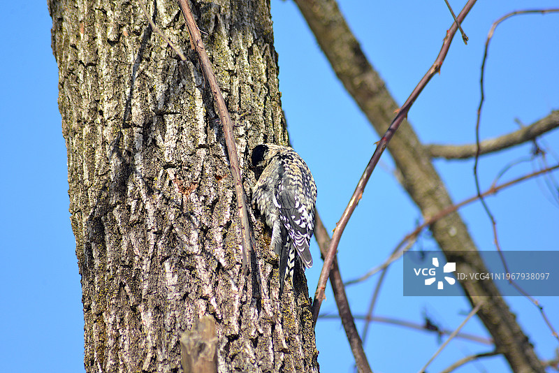 红冠啄木鸟图片素材