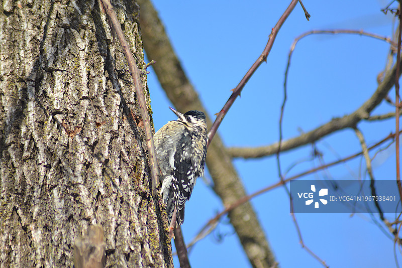 红冠啄木鸟图片素材