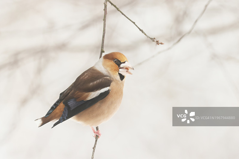 冬季欧金翅雀在樱桃树上，周围有雪，压碎并吃掉樱桃核，比亚沃韦扎，波兰，欧洲图片素材