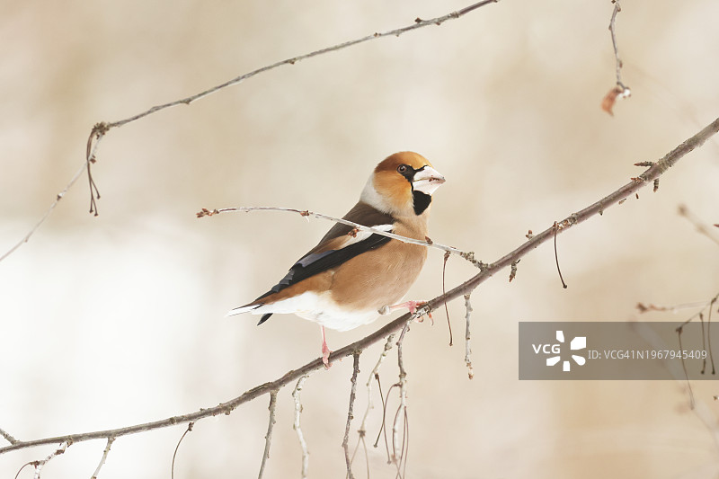 冬季,在欧洲波兰比亚沃韦扎,雄性锡嘴雀(Coccothraustes coccothraustes)在覆雪的樱桃树上图片素材