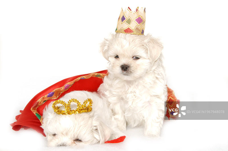 两只西施犬幼犬的影棚拍摄图片素材