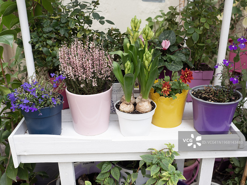 后院中的盆栽植物图片素材