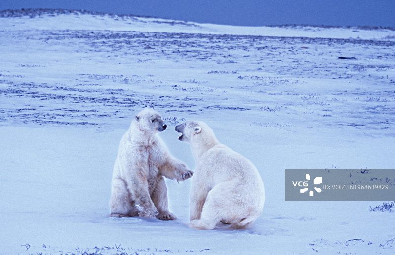两只野生北极熊在冰冻的苔原上搏斗图片素材